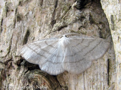 common white wave (Cabera pusaria) Kenneth Noble